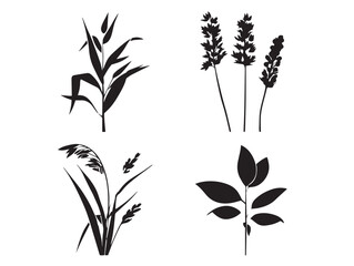 Stunning natural grass silhouette series with beautiful clean outlines