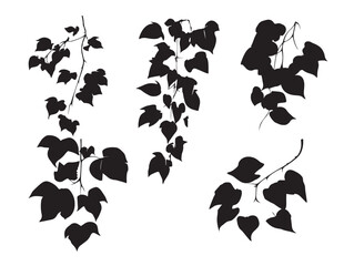 Stunning botanical ivy icon set featuring elegant natural outlines