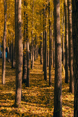 은행나무 숲 사이