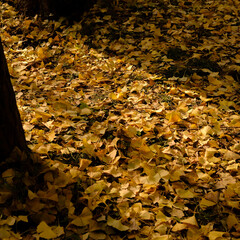 은행잎과 빛 그리고 그림자