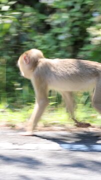 Young Macaque Monkey Walking Along Sunlit Roadside in Thailand