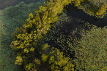 Drone aerial photo showing a dense cluster of green trees surrounded by dark water filled with floating lily pads, creating a vibrant natural contrast.