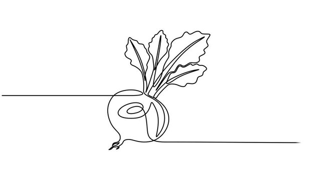 Beetroot continuous one line drawing animation video. Full length single line 4K video clip, Self drawing line animation whole healthy organic beetroot fresh garden beet plant vegetable continuous one