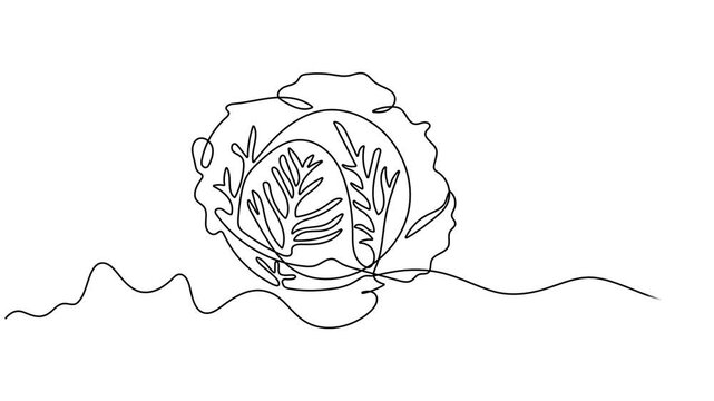 Animated self drawing of continuous line draw cabbage. Full length one line animation. 4K, Cabbage head, single line animated illustration. footage of cabbage, Self drawing line animation Vegetable. 