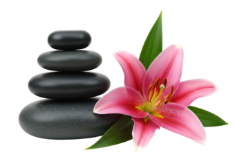 Zen spa stones with pink lily flower isolated on transparent background