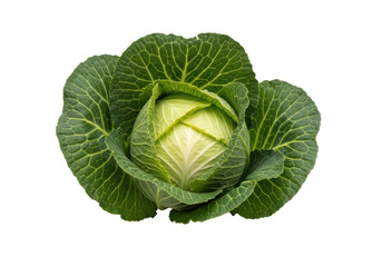 Fototapeta premium Fresh green cabbage head isolated on transparent background