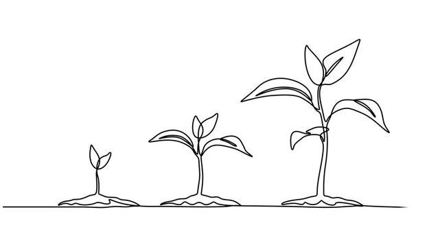 Video. Continuous single line drawing infographic about planting and growth stage of a plant, Animated self drawing of continuous line draw of step of grow plant, Full length one line animation. 4K. 