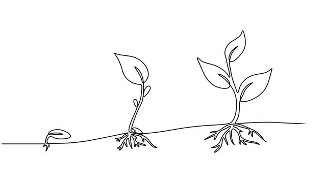 Video. Continuous single line drawing infographic about planting and growth stage of a plant, Animated self drawing of continuous line draw of step of grow plant, Full length one line animation. 4K. 