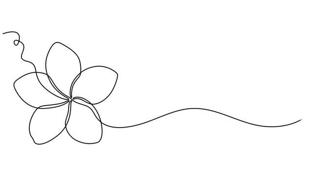 Continuous one line drawing of a Plumeria flower animation. Full length video clip with alpha channel,  Frangipani linear blossom animated video. Plumeria flowers Animation elegance continuous single.