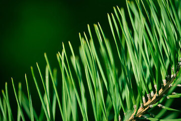 Close-up view of green pine needles in nature