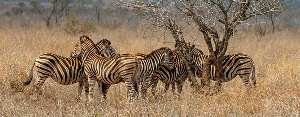 Wild zebra herd near dead tree in Kruger National Park South Africa RSA