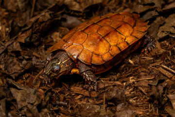 Naklejka premium Black-breasted Leaf Turtle (Geoemyda spengleri) photographed on a forest floor covered with dry leaves. 