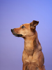 A dog sits upright with an alert posture against a purple background. The setting enhances the dog's sharp expression and poised stance, creating a visually appealing portrait.