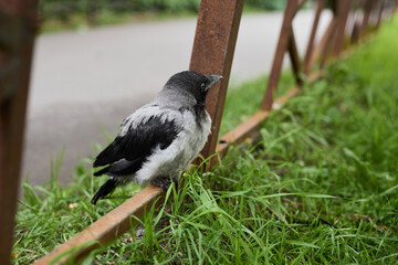 Crow observes surroundings, Fenced grass offering view