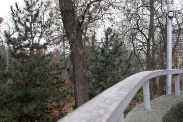 Fototapeta premium Scenic view of trees along a walkway on a misty autumn day