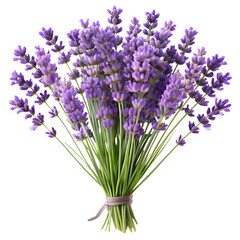 Fototapeta premium A beautiful bouquet of fresh lavender flowers isolated on transparent background