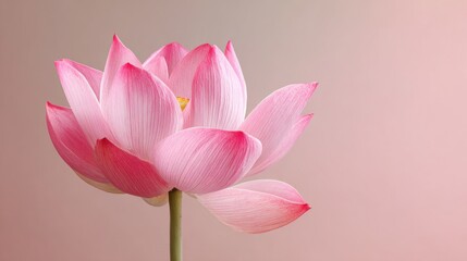 Fototapeta premium A stunning pink lotus flower stands tall displaying its graceful petals of soft pink and white hues. The soft background enhances the flower's serene beauty creating a peaceful scene.