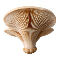 Underside view of a fresh oyster mushroom showing delicate gills isolated on transparent background