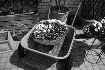 一輪車と花 © goatsucker2