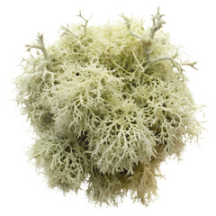 Close up of light green reindeer moss clump isolated on transparent background