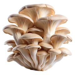 A cluster of fresh oyster mushrooms isolated on transparent background