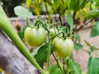 Close up photo of young green tomatoes.