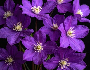 Purple flowers with yellow stamens on a dark background
