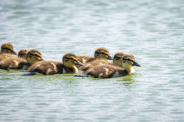 Row of cute mallard ducklings gliding over a sunlit lake, forming a tight group as gentle waves shimmer around them. Peaceful spring wildlife moment perfect for nature, family and innocent theme.