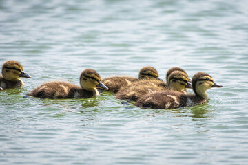 Cluster of young mallard ducklings swimming side by side on rippled water, their soft down catching sunlight as they follow the lead. Serene wildlife theme for family, teamwork and spring nature.