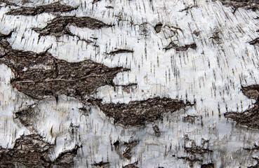 Close-up view of textured birch tree bark, showcasing intricate patterns and natural colors, highlighting the beauty of nature's design and organic materials