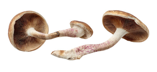 Three edible fungi shown from below with brown caps and white stems