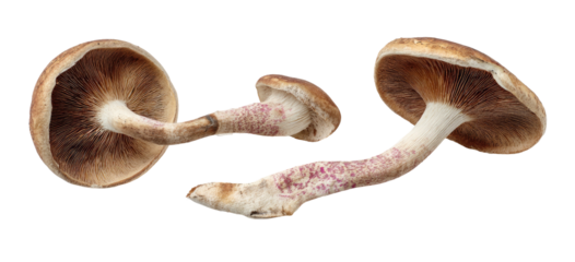 Three edible fungi shown from below with brown caps and white stems