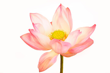 Fototapeta premium Elegant Pink Lotus Flower in Full Bloom on White Background