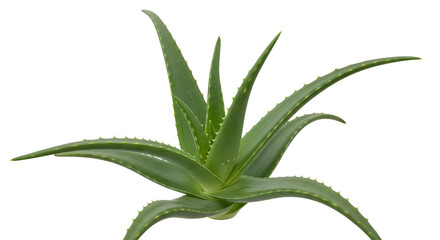 Obraz premium Aloe vera plant with sharp green leaves on white background