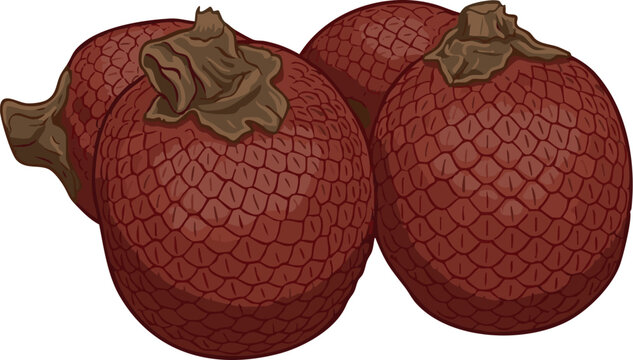 Vector illustration of aguaje (Mauritia flexuosa), an exotic Amazon fruit valued in cosmetics and food, highly appreciated by rainforest communities in Peru
