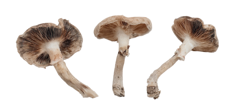 Three forest mushrooms viewed from below, showing gills and stems