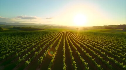 Sun setting over a vineyard field with rows of vines stretching across the landscape illuminated by warm evening light creating a serene agricultural scene with ordered patterns