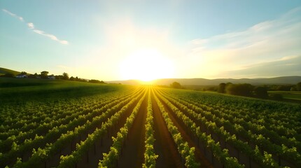 Sun setting over a vineyard field with rows of vines stretching across the landscape illuminated by warm evening light creating a serene agricultural scene with ordered patterns