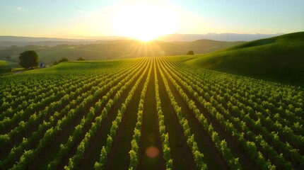 Sun setting over a vineyard field with rows of grape plants illuminated by warm evening light across the landscape forming a structured agricultural pattern and creating a serene rural outdoor scene