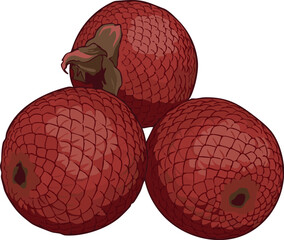 Vector illustration of aguaje (Mauritia flexuosa), an exotic Amazon fruit valued in cosmetics and food, highly appreciated by rainforest communities in Peru