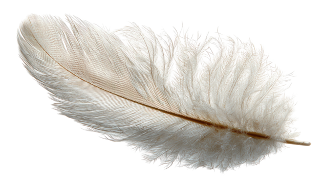 Delicate white feather with soft wispy edges on a black background