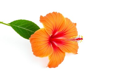 Vibrant orange hibiscus flower with green leaf on white background