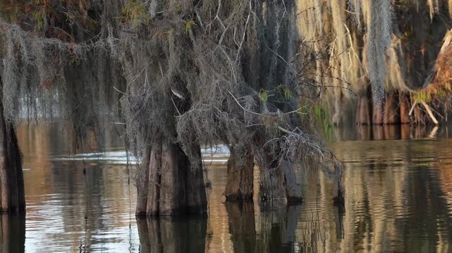 Spanish Moss on Bald Cypress and Tupelo Trees in the Martin/Caddo Lake