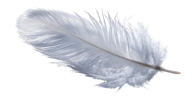Delicate white feather with soft, airy filaments and a thin quill