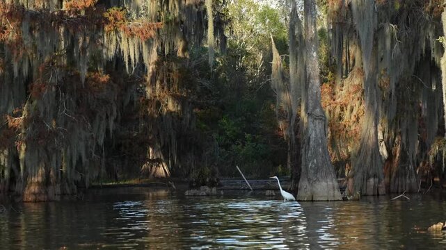 Spanish Moss on Bald Cypress and Tupelo Trees in the Martin/Caddo Lake