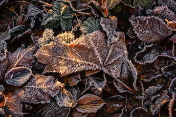 Laubblatt mit Raureif