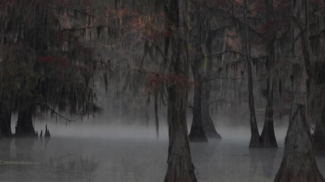 trees in the fog in caddo lake