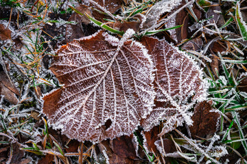 Laubblatt mit Raureif