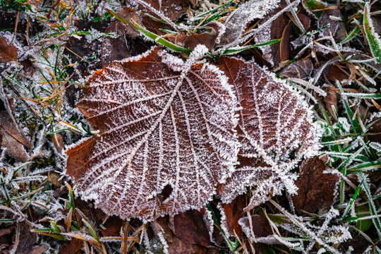 Laubblatt mit Raureif
