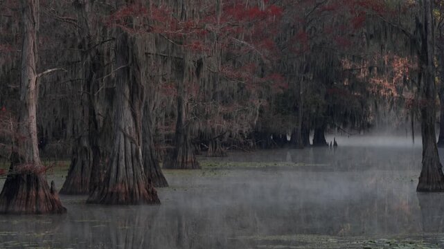 Spanish Moss on Bald Cypress and Tupelo Trees in the Martin/Caddo Lake
